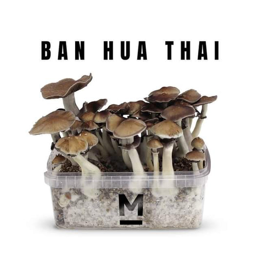 Ban hua thai paddo grow kit 750 cc
